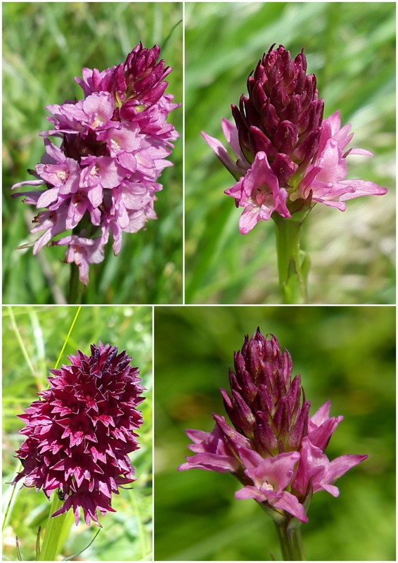 Una giornata a Valparola. Dactylorhiza, Nigritella e grandi montagne!